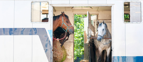 Transporting horses
